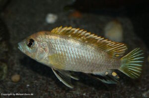 Labidochromis sp. 'perlmutt'